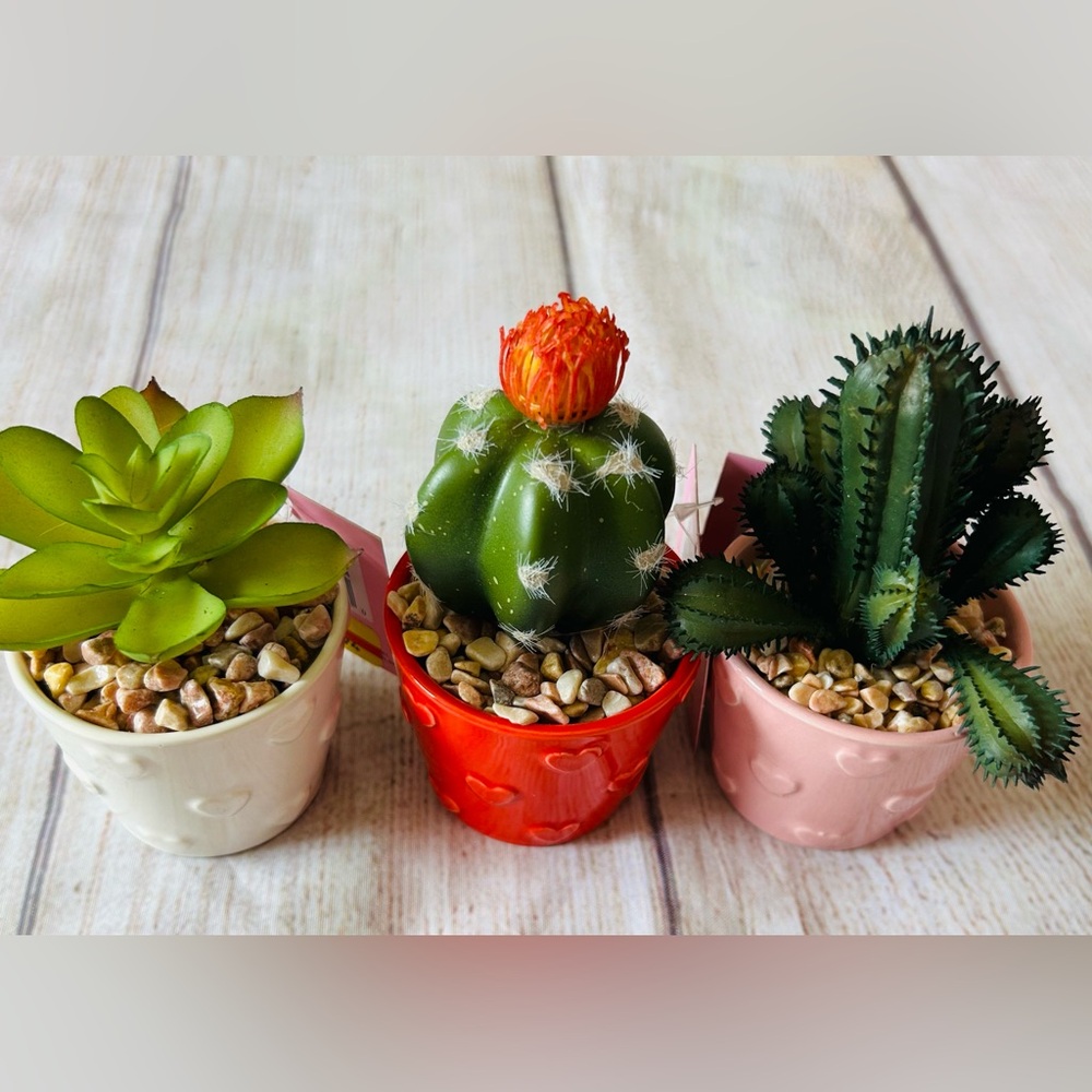 Celebrate Together Artificial Cactus Succulent Mini Plant Bundle 3pk NWT